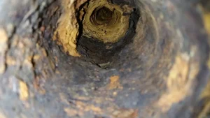 Tree Roots In Pipes